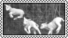 lambs