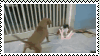 cat dog lightsaber battle