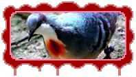 luzon bleeding heart dove