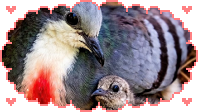 luzon bleeding heart dove