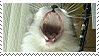 cat meow