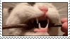 cat eating