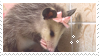 opossum