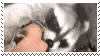 raccoon