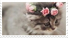 kitten with rose crown