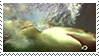 sharks