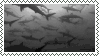 sharks swimming