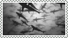 sharkswim