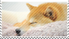sleepy shiba