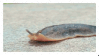 slug