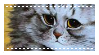 louis wain cat