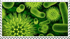 bacteria