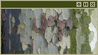 bark