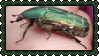 beetle