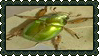 beetle