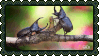 black beetles