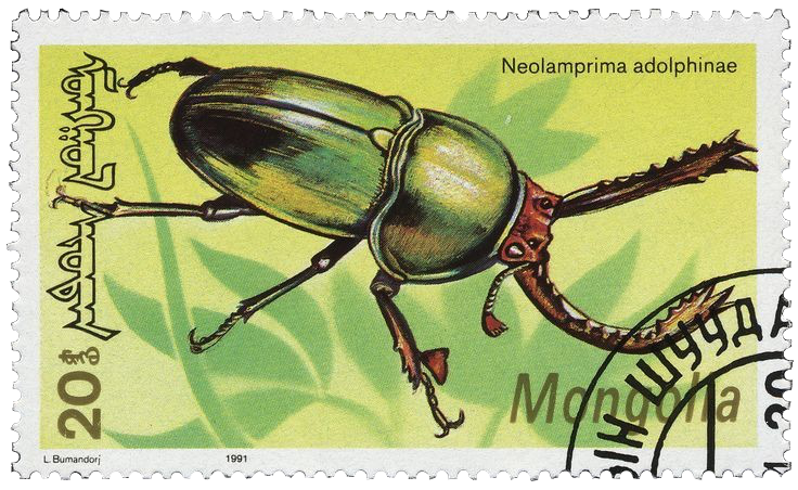 beetle