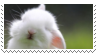 white bunny