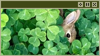 clover bunny