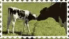 calf and cow