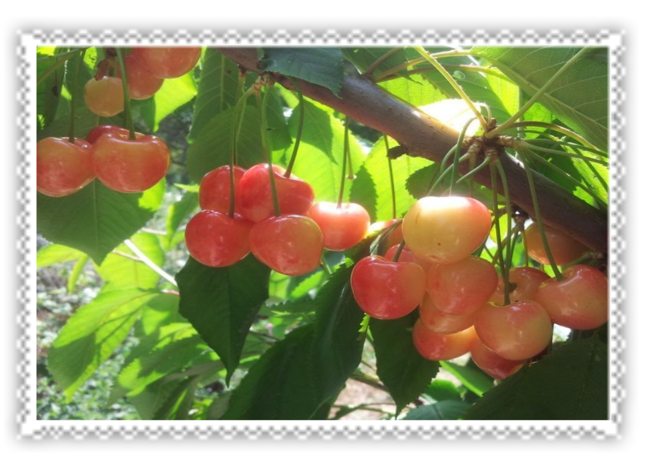 cherries