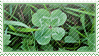 clovers