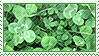 clovers