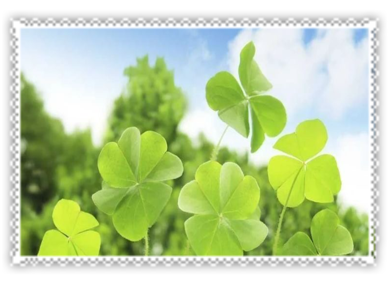 clovers