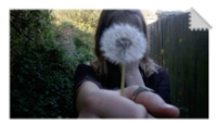 dandelion