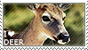 i love deer