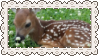 fawn