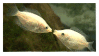 kissing fish