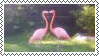 flamingos