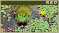 frog
