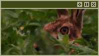 hare