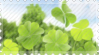 clover