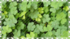 clover