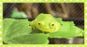 little frog