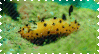 nudibranch