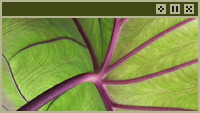 leaf