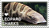 i love leopard sharks