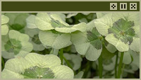 clovers