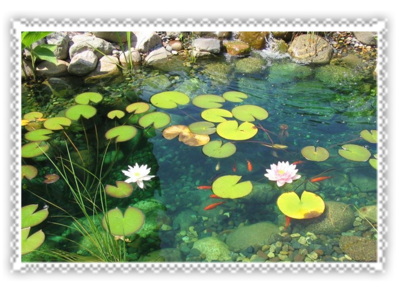 lily pads