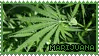 marijuana
