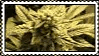 weed