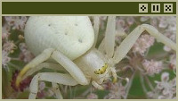 spider