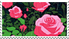 pink roses