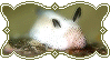 sea hare