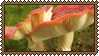 mushrooms