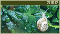 snail